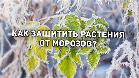 Совет 2: Защитите яблони от морозов