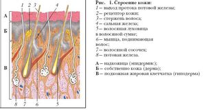 Совет 2: Удаляем внешний слой кожи