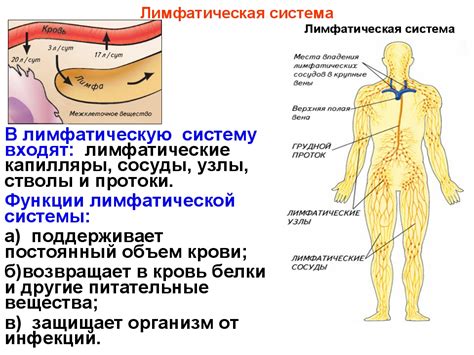 Содержащиеся в воде элементы, способствующие восстановлению лимфатической системы