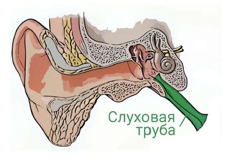 Соединение органов: отрыжка и уши