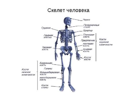 Соединение частей тела