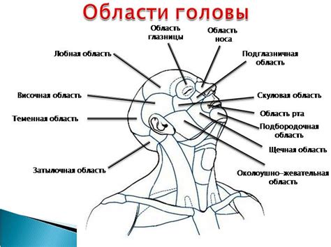 Соединение частей тела: голова и лицо