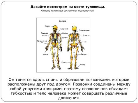 Создайте основу туловища