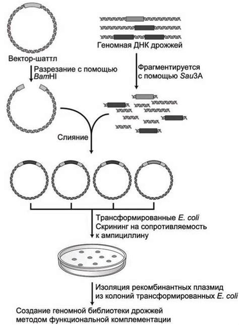 Создание ДНК-образца