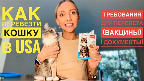 Создание безопасной среды для прямоухого котенка