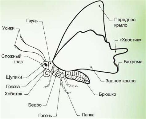 Создание головы и крыльев