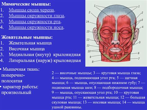 Создание головы и шеи