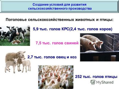 Создание доступных условий для свиней