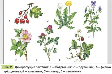 Создание исключительных растений и цветов