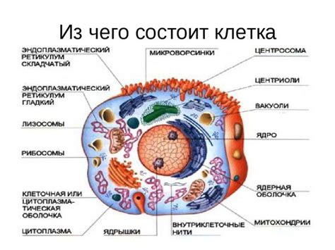 Создание класса для представления клетки