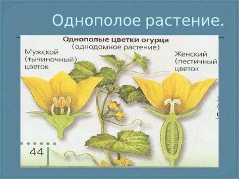 Создание контура цветка огурца