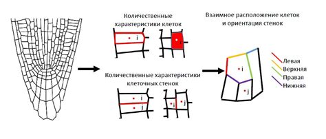 Создание моделей растений