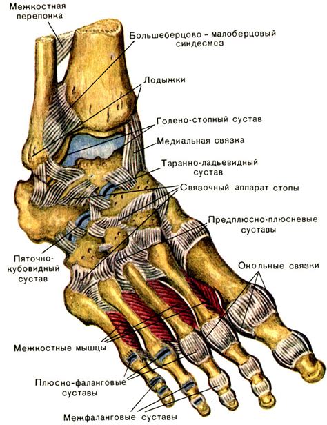 Создание модели связки маме длинных ног: некоторые важные шаги