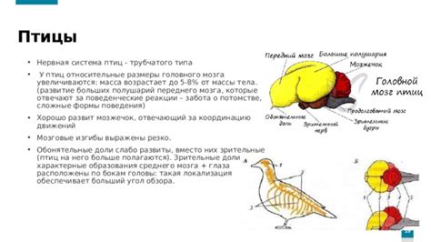 Создание общей формы тела птицы