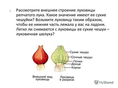 Создание основного контура репчатого лука