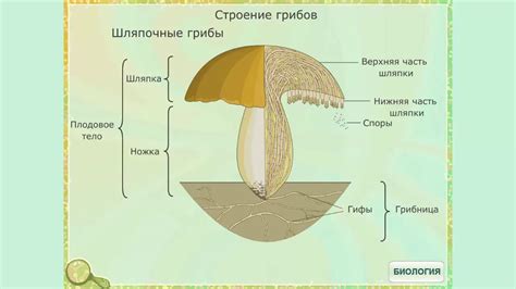 Создание основы гриба на холсте