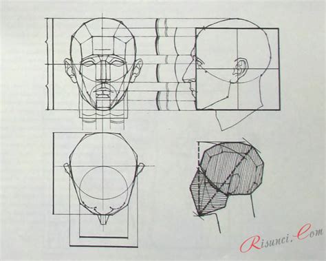 Создание пропорций и формы головы