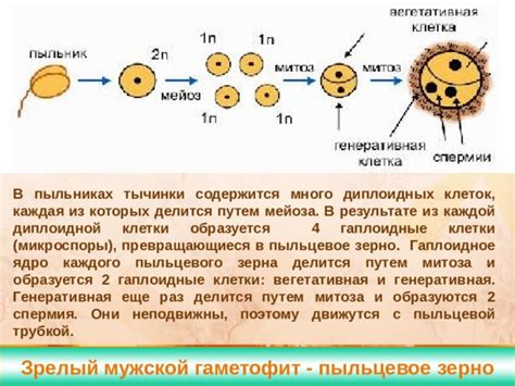 Создание пыльцевого центра тычинки