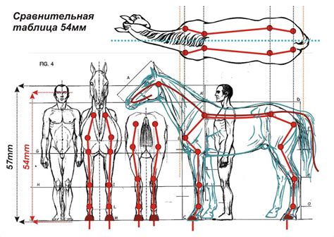 Создание силуэта и пропорции тела лошади