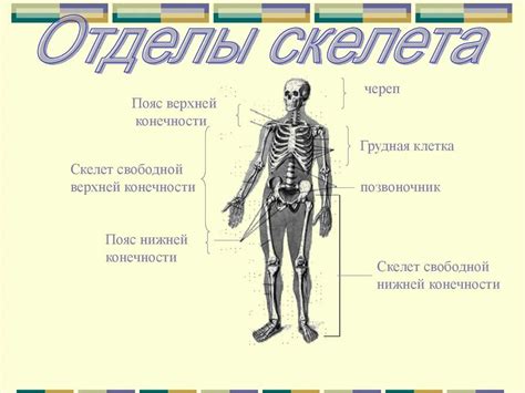 Создание тела и конечностей бадди