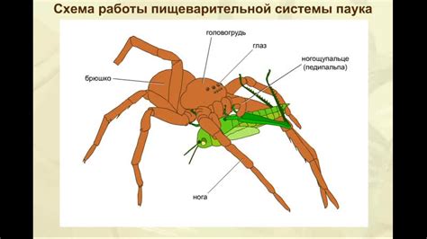 Создание тела и ног паука