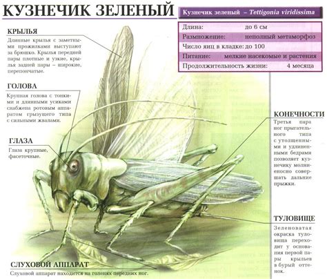 Создание тела кузнечика: основные петли и форма