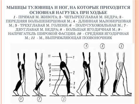 Создание туловища и бедра