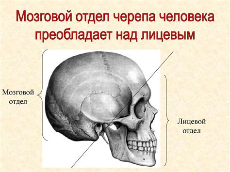 Создание туловища и головы бабочки