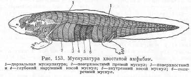 Создание туловища и хвоста