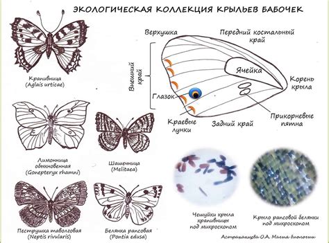 Создание узора крыльев бабочки