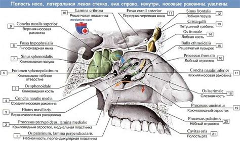 Создание уникального изображения носа и рта