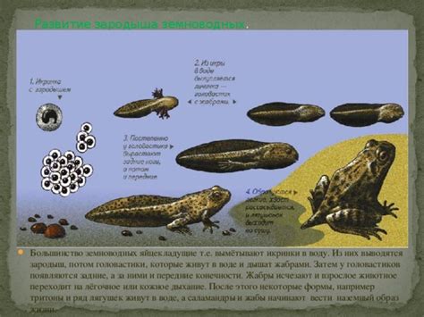 Создание формы жабы из пальцев