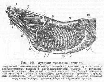 Создание шеи и хвоста