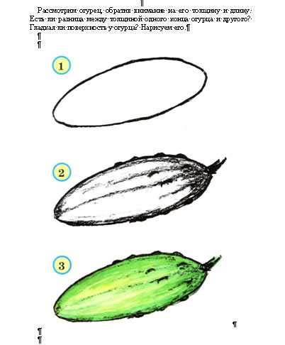 Создание эскиза будущего рисунка огурца в разрезе