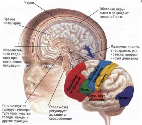 Созревание коры головного мозга