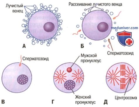 Созревание яйцеклетки у курицы