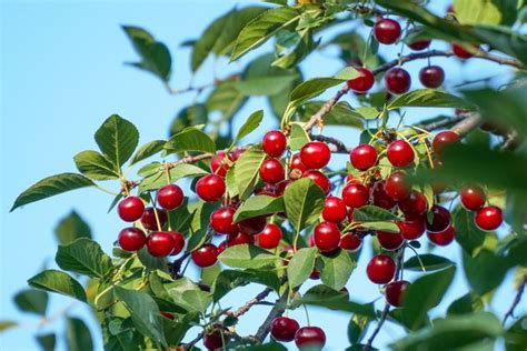 Соки из ягод: не только вкусно, но и полезно