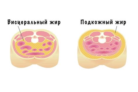 Сокращение мышц и отложение жира