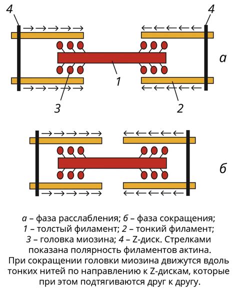 Сокращение рукояток