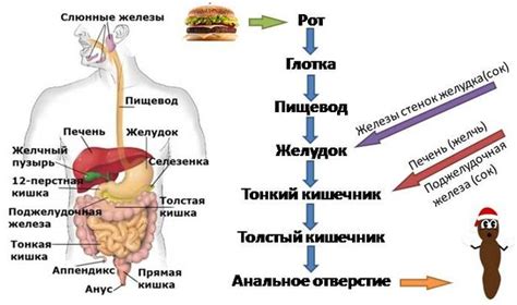 Сон и отдых как составляющие процесса восстановления пищеварения