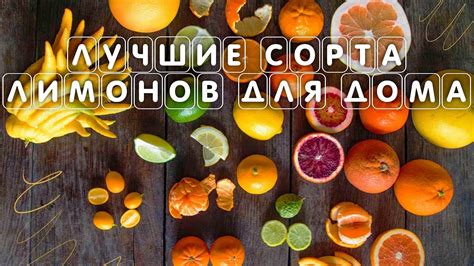 Сорта лимонов, подходящие для выращивания в домашних условиях