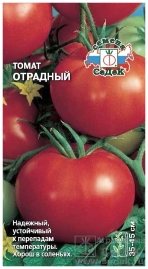 Сорт "Уральский арбуз": идеальное сочетание качества и урожайности