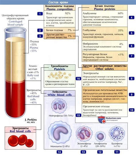 Состав крови