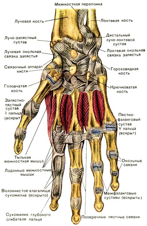 Состав пальцев: кости, суставы и хрящи