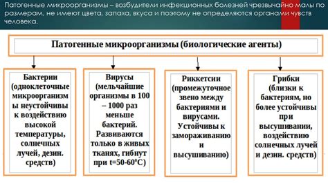 Состав свеклы и его воздействие на организм человека