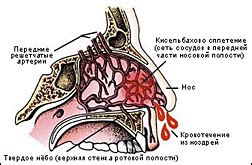 Сосуды в носу сужаются