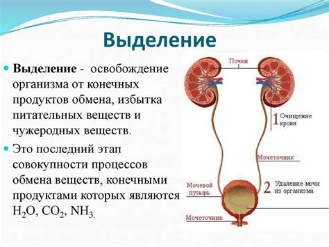 Сохранение жидкости в организме