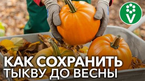 Сохранение свежести тыквы: секреты ухода и длительного хранения