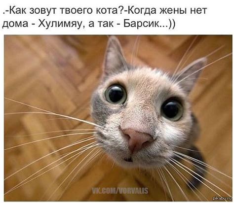 Социализируйте своего кота