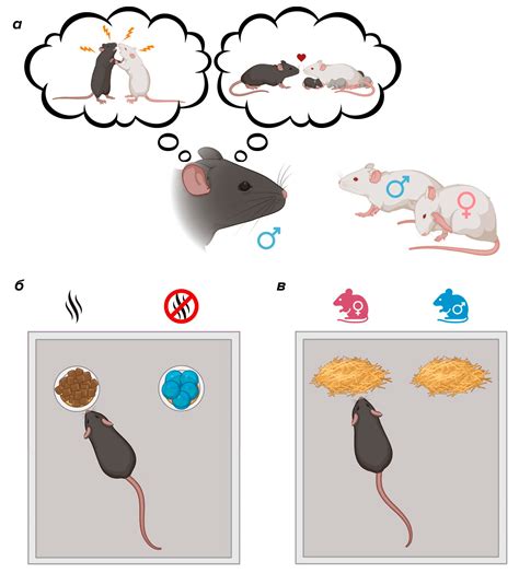 Социальное и игровое поведение мышей